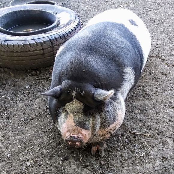 🐓🐿️🐦🦆🐑Meet your Posher, Tawnya🐄🐷🦊🐱🐕🐇🐴 - Picture 3 of 14